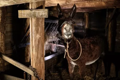 An Lisette dans l'écurie du Puits des Glénons, à la mine