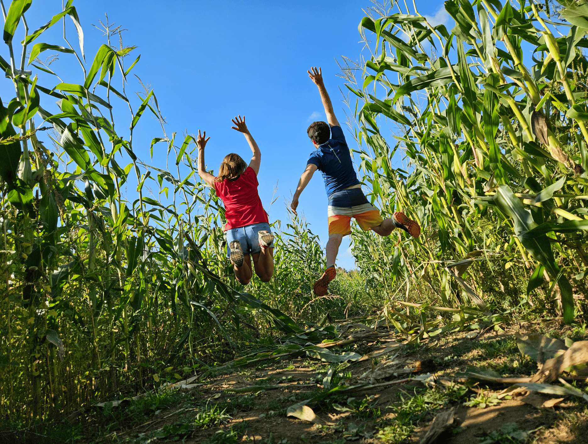 aventure 2 personnes sautent dans le labyrinthe de mais à l'ile de caqueret